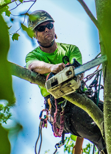 Bronx Tree Service